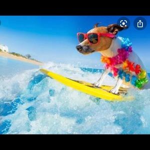 Meet your Posher, Attiana